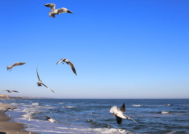 Sea, waves roll on the shore, seagulls fly over the water, sunset