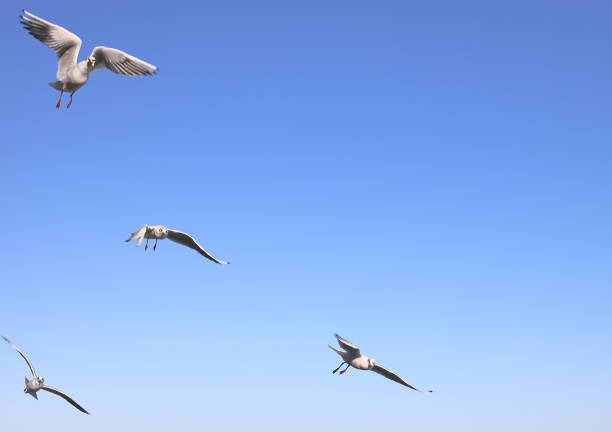 istock Sea, waves roll on the shore, seagulls fly over the water 1460611584