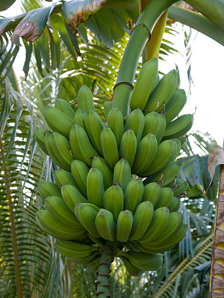 Bananas