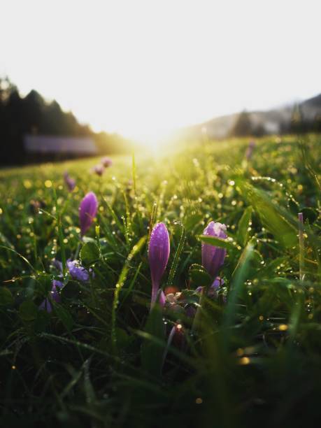 Crocuses in morning dew at dawn