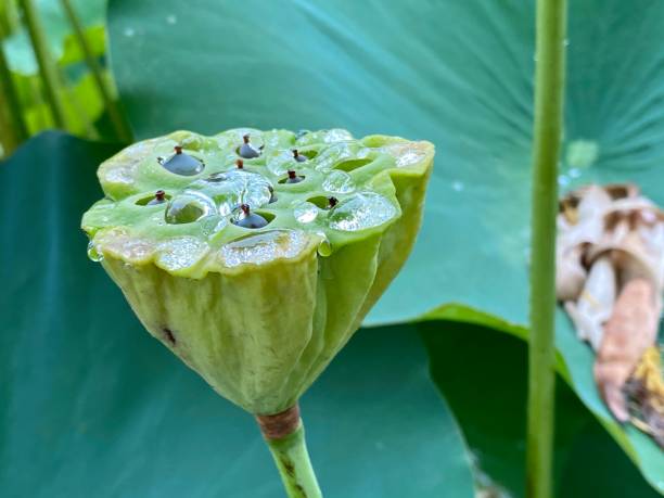 istock Lotus seed pod after a rain 1460613501