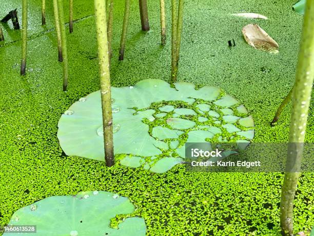 Lotus Leaf In Algae Stock Photo - Download Image Now - Aquatic Organism, Beauty In Nature, Blossom