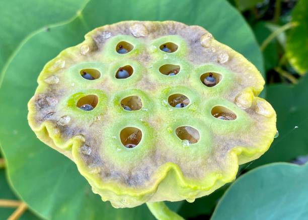 istock Lotus seed pod with seeds 1460613538