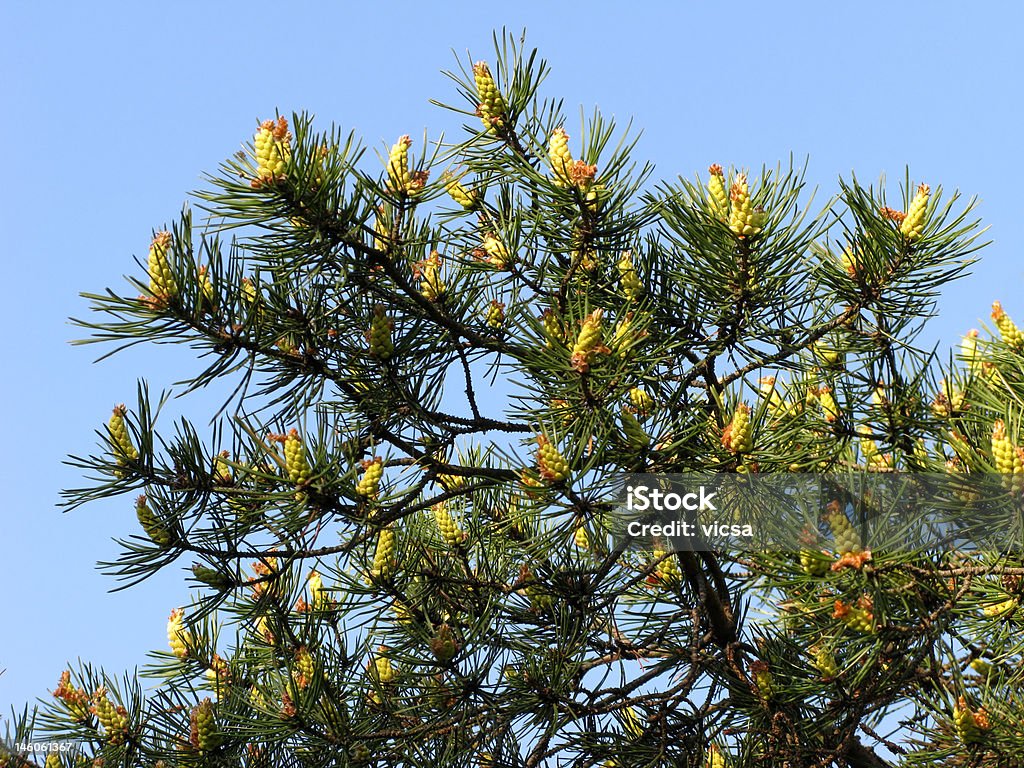 Branche avec de nouvelles pommes de pin - Photo de Aiguille - Partie d'une plante libre de droits