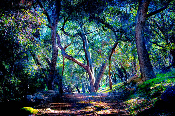 Tree-lined path through Ojai woods to creek road foothills