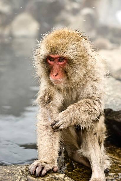 Snow Monkey: baby edge of pool stock photo