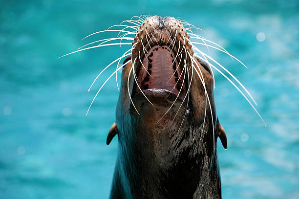 istock Hungry Sea Lion 146061720