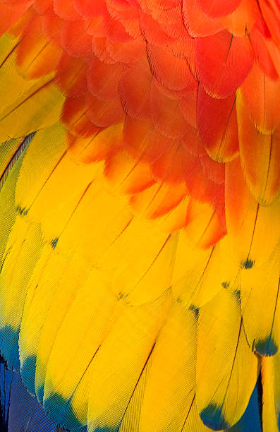 istock Feather colors - red blue and yellow 146061794