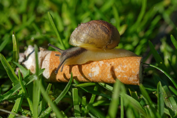 istock Wild snail crawling on discarded cigarette butt in polluted ecosystem,nature animals 1460618303