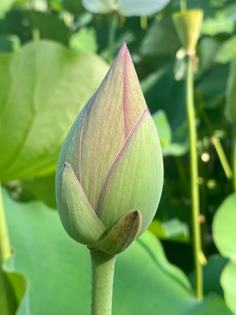 istock New bud, Lotus 1460619853