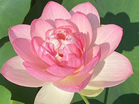 Pink lilies and lotus leaf on water.