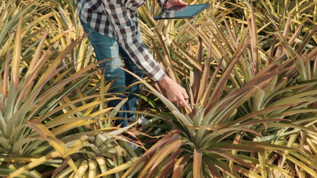 Video of Farmer using a digital tablet in the Pineapple field, Smart Farming Concept