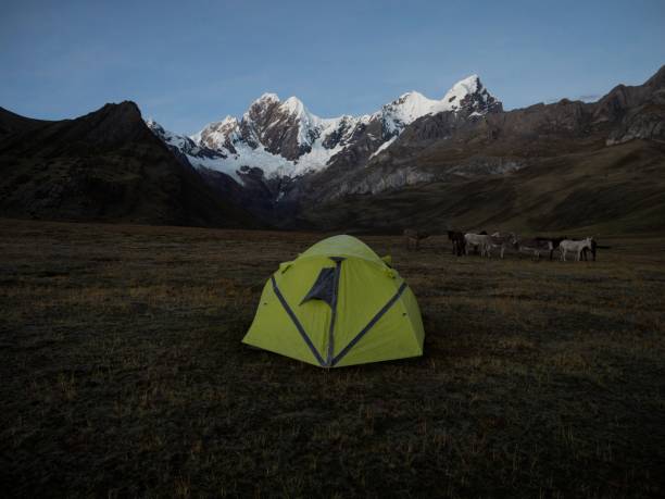 carpa aislada con burros mula idílico campamento de montaña panorama cordillera huayhuash circuito ancash huánuco perú andes - donkey mule ass lake fotografías e imágenes de stock