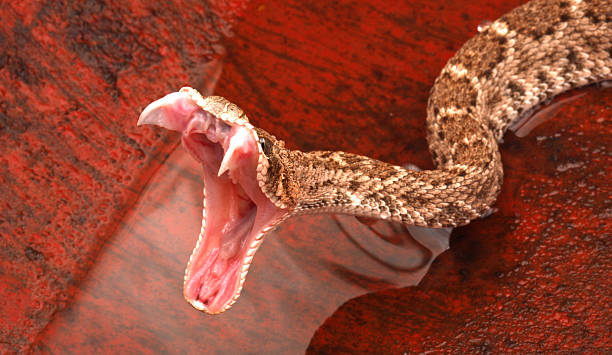 serpiente de cascabel espalda de diamante impactante con fangs prolongadas. - snake rattlesnake poisonous organism fang fotografías e imágenes de stock