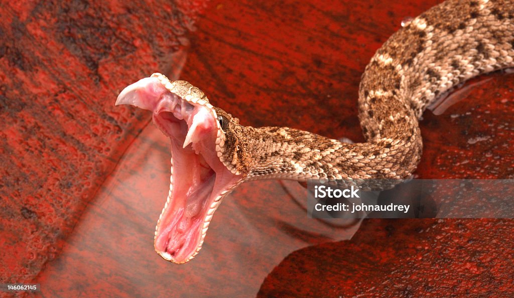 Serpente a sonagli di Diamondback occidentale incredibili con artigli di estensione. - Foto stock royalty-free di Canino - Denti di animale