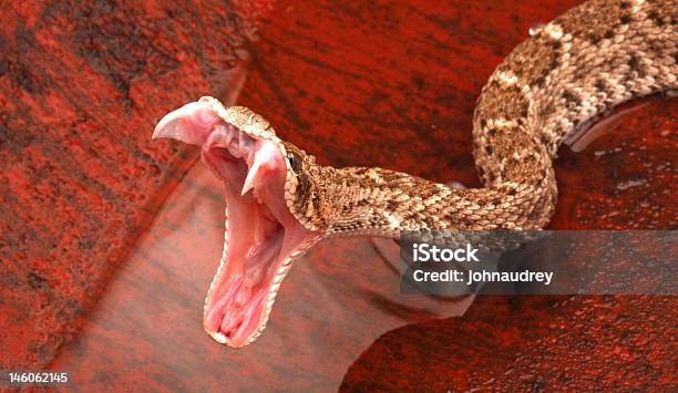 악질방울뱀 스트라이킹 송곳니 제의됨 독치아에 대한 스톡 사진 및 기타 이미지 - 독치아, 뱀, 독성 물질
