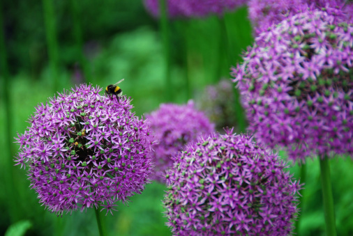 Exotic Spring flowers in full bloom