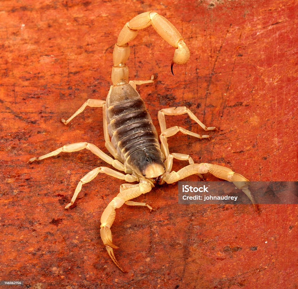 Pustynia owłosione Scorpion. - Zbiór zdjęć royalty-free (Arachnofobia)