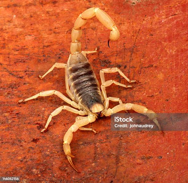 Foto de Escorpião Do Deserto e mais fotos de stock de Animal - Animal, Aracnofobia, Aracnídeo