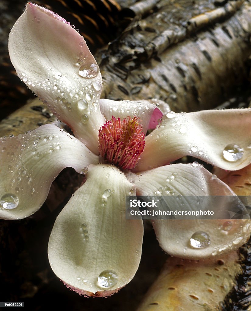 Caído flor de Magnólia - Foto de stock de Beleza natural - Natureza royalty-free