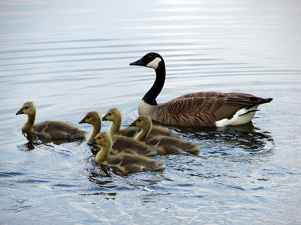 istock Canada geese family 146062259