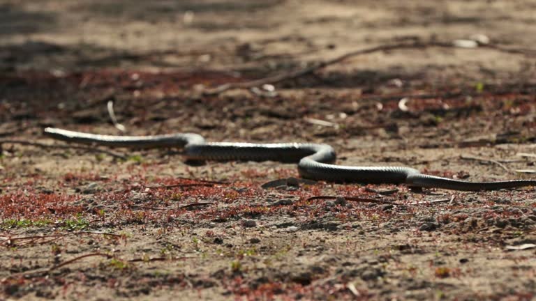 Deadly poisonous tiger snake reptile slithering moving along the dry arid desert bush landscape of outback Australia