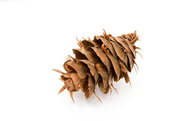 A Douglas Fir cone isolated on a white background.