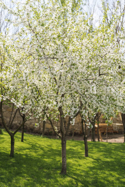 istock White cherie flowers in bloom. Spring 1460623025