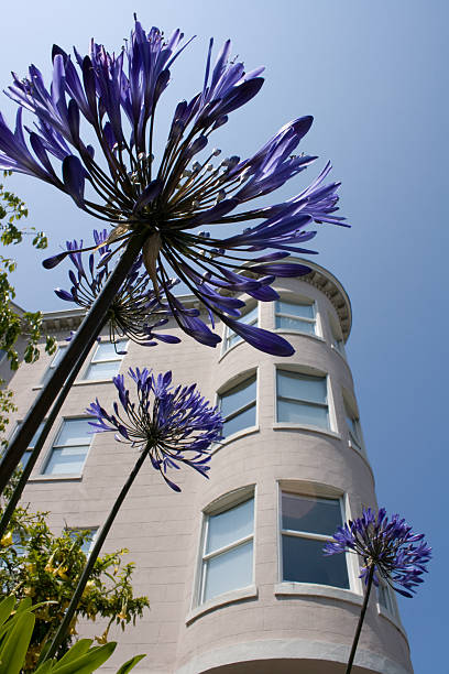 Flowers in the city