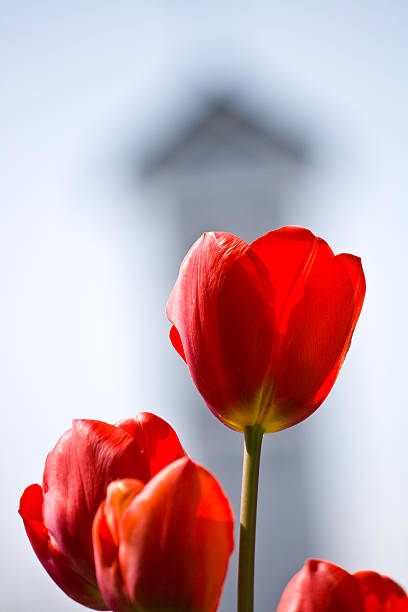 Red tulips in front of a clock tower