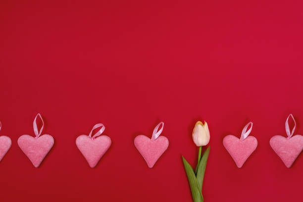 istock One tulip among pink hearts 1460624128