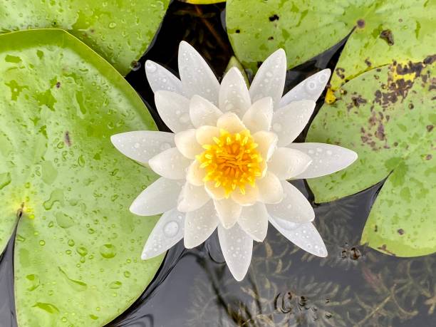 istock Water lily ~ in white with lily pads 1460624924