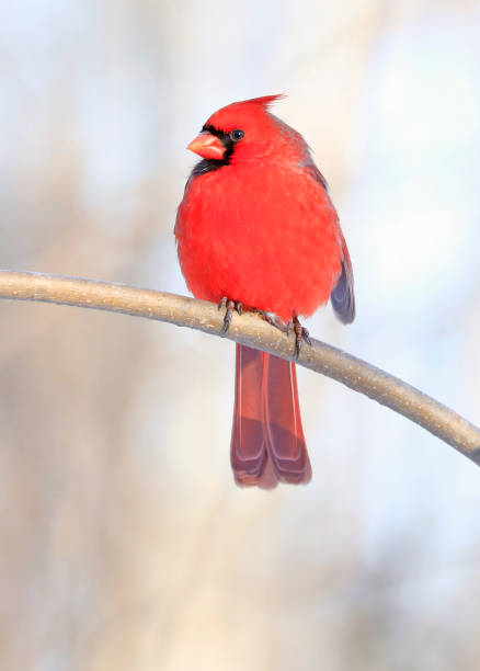 istock Male Red Cardinal bird sitting on the tree branch 1460626075