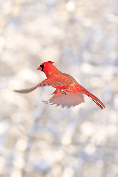 istock Northern Cardinal flying, Quebec, Canada 1460626083