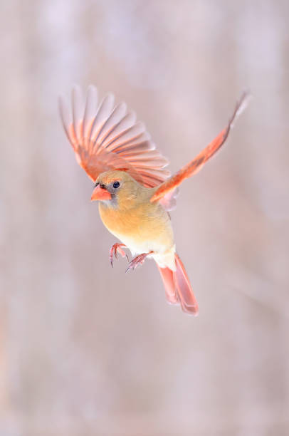 istock Northern Cardinal female flying, Quebec, Canada 1460626099