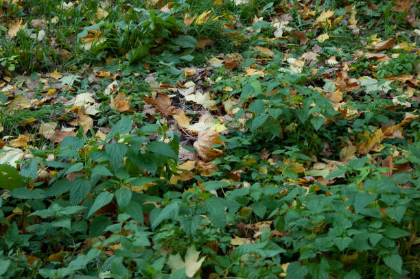 herbsthintergrund: gefallenes herbstlaub in einem dickicht aus brennnesseln - stinging nettle stock-fotos und bilder