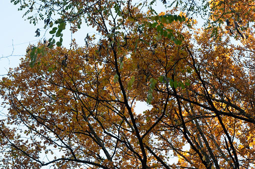 Autumn background: trees, with autumn leaves and bare, against the sky