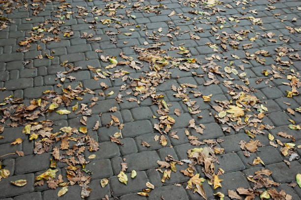 istock fallen autumn leaves on paved walkway 1460626603