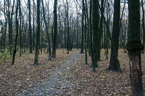 Autumn background: the path is covered with fallen leaves