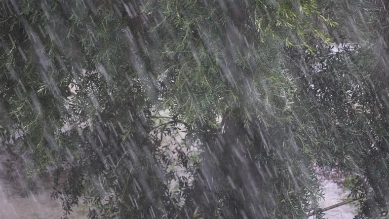 Slow motion of Tree in winter during the hail and snowstorm