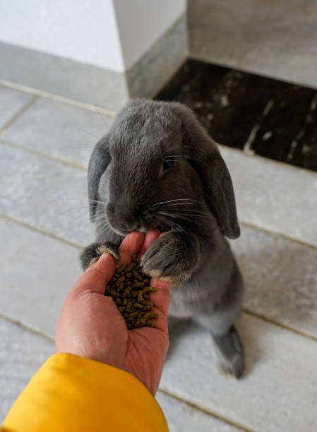 istock Domestic lop-eared rabbits 1460627513