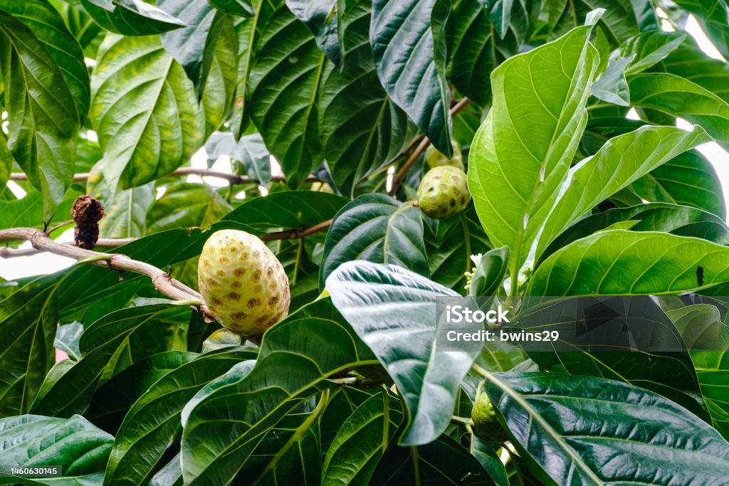 Mengkudu (Morinda citrifolia) fruits which are used for traditional medicine to cure some ill symptoms. Other names for this plant are noni, nonu, nono, ungcoikan, and ach. Agriculture Stock Photo