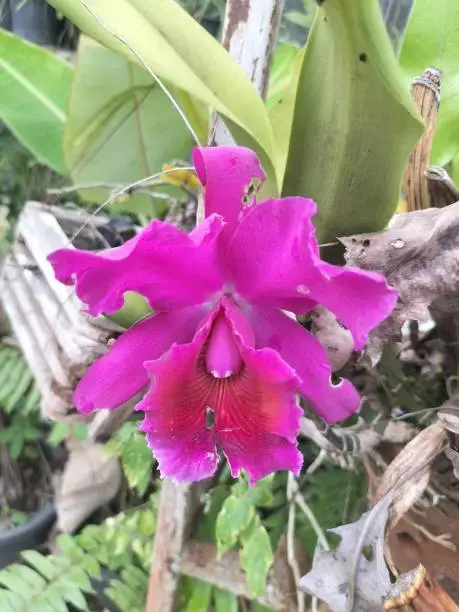 My beautiful purple orchids.
