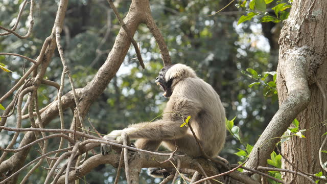 White Gibbon in forest