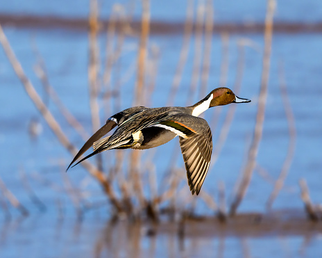 Photograph of a Northern Pintail Duck