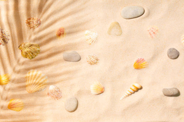 Sandy beach with sea shells and palm leaf shadow stock photo