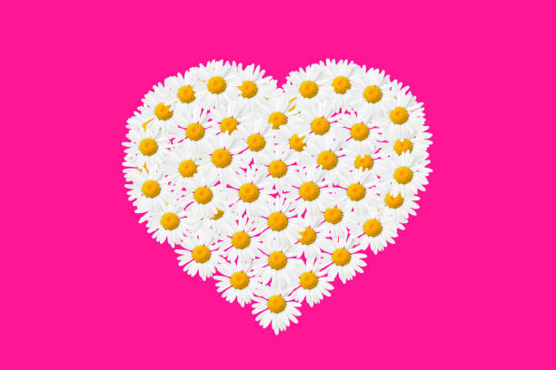 Heart Made of White Daisy Flowers. Floral Design for Valentine's Day, Birthday, Wedding Invitation