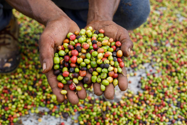 istock Fresh coffee beans in the hands of a farmer. 1460636649