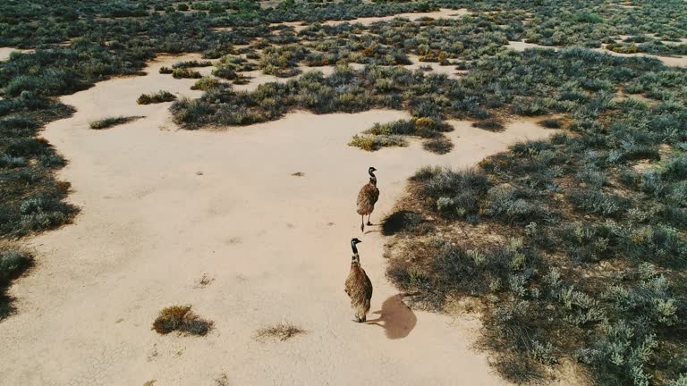 Australian emu walking across flat, dry arid bushland in outback Australia