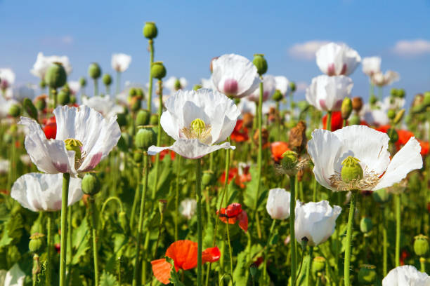 White opium poppy papaver somniferum weeded red poppies White flowering opium poppy field in Latin papaver somniferum, poppy field weeded with red poppies, white colored poppy is grown in Czech Republic for food industry opium poppy stock pictures, royalty-free photos & images